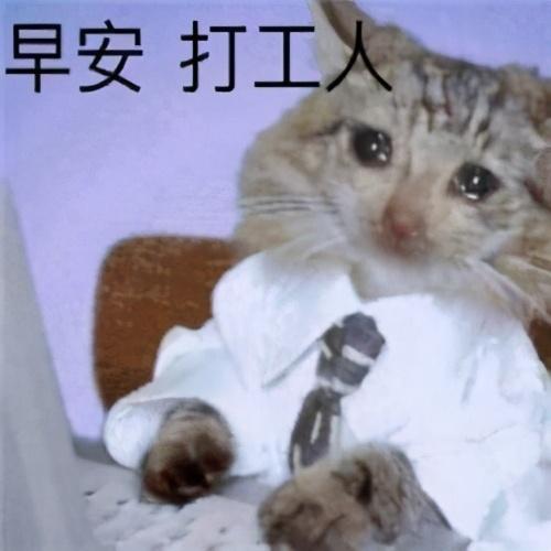 狗粮真的是智商税吗？深度解析狗粮的营养与